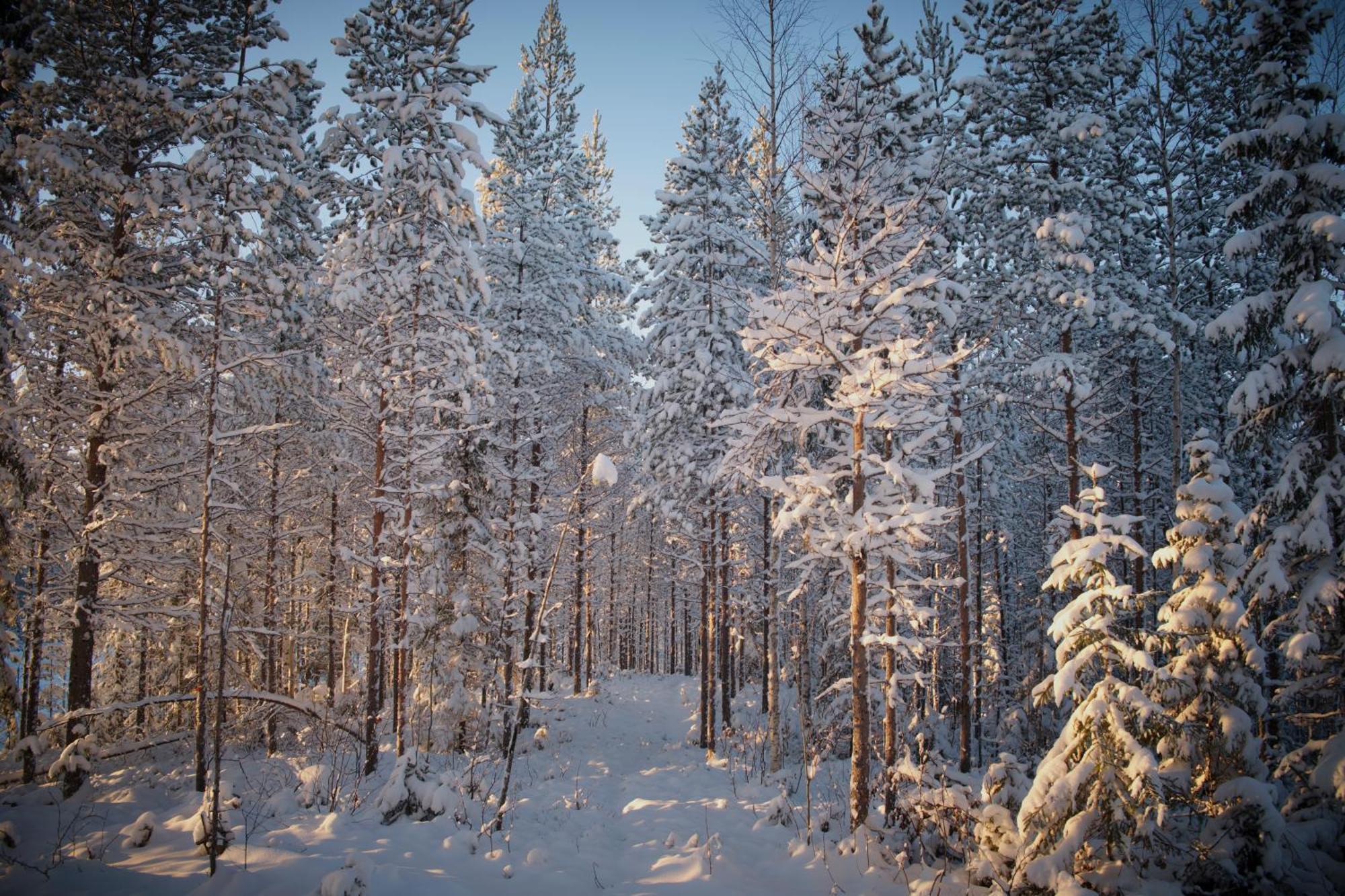 Langforsen Glamping & Lapland Experience Hotel Lapptrask Ngoại thất bức ảnh